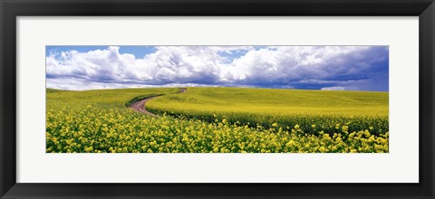 Framed Road, Canola Field, Washington State, USA Print