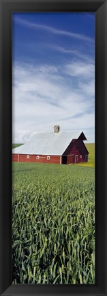 Framed Barn in a wheat field, Washington State (vertical) Print