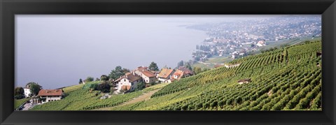 Framed Vineyards, Lausanne, Lake Geneva, Switzerland Print