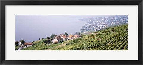 Framed Vineyards, Lausanne, Lake Geneva, Switzerland Print