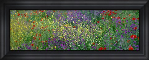 Framed Wildflowers El Escorial Spain Print
