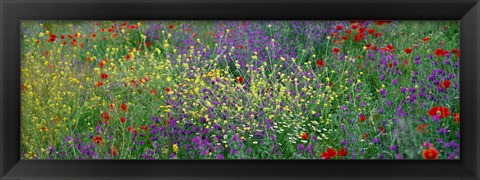 Framed Wildflowers El Escorial Spain Print