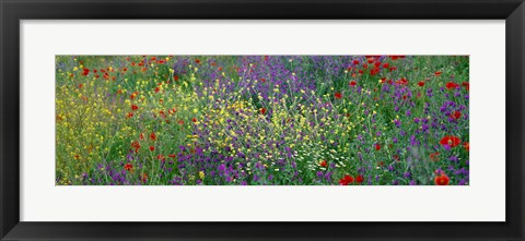 Framed Wildflowers El Escorial Spain Print
