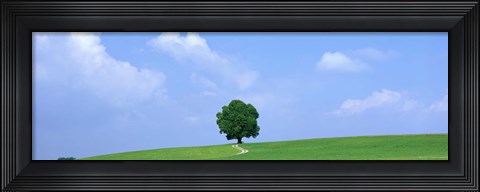 Framed Lone Tree on Hilltop Salzkammergut Austria Print