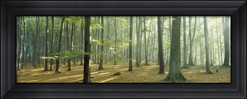 Framed Woodlands near Annweiler Germany Print