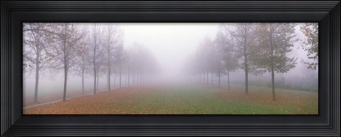 Framed Trees in Fog Schleissheim Germany Print