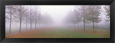 Framed Trees in Fog Schleissheim Germany Print