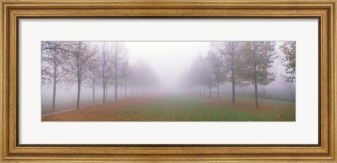 Framed Trees in Fog Schleissheim Germany Print
