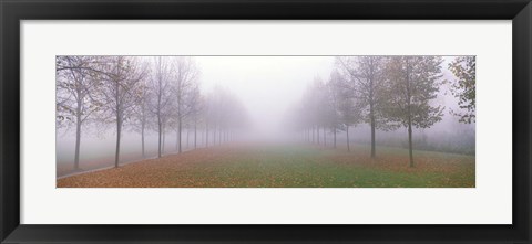 Framed Trees in Fog Schleissheim Germany Print