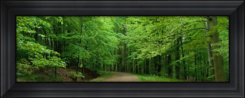 Framed Road Through a Forest near Kassel Germany Print