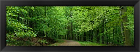 Framed Road Through a Forest near Kassel Germany Print