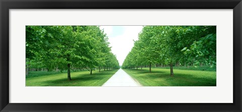 Framed Avenue at Chateau de Modave Ardennes Belgium Print