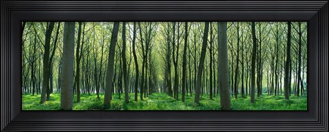 Framed Forest Trail Chateau-Thierry France Print