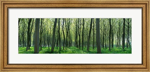 Framed Forest Trail Chateau-Thierry France Print