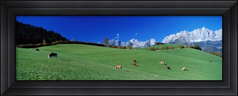 Framed Cattle Graze in Alps Wilder Kaiser Going Austria Print