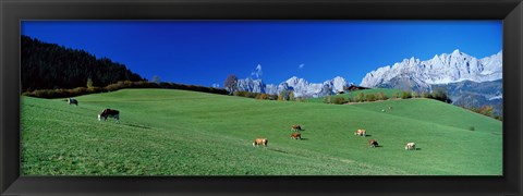 Framed Cattle Graze in Alps Wilder Kaiser Going Austria Print