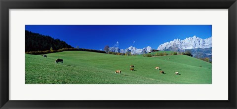 Framed Cattle Graze in Alps Wilder Kaiser Going Austria Print