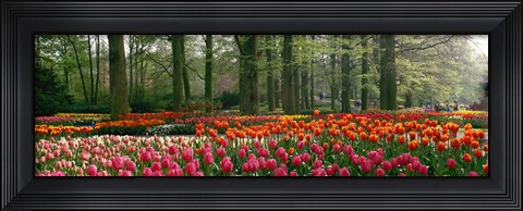 Framed Keukenhof Garden, Lisse, The Netherlands Print