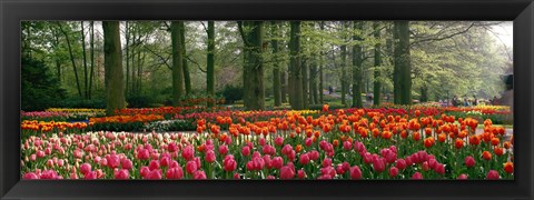 Framed Keukenhof Garden, Lisse, The Netherlands Print