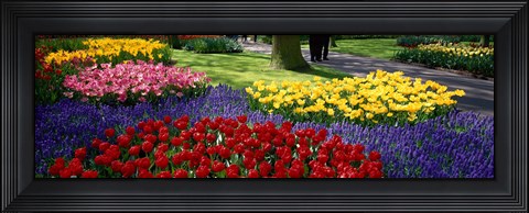 Framed Colorful flower beds, Keukenhof Garden, Lisse, The Netherlands Print