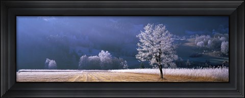 Framed Trees With Frost, Franstanz, Tyrol, Austria Print