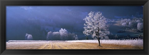 Framed Trees With Frost, Franstanz, Tyrol, Austria Print