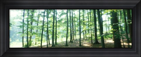 Framed Forest Scene with Fog, Odenwald, near Heidelberg, Germany Print