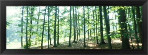 Framed Forest Scene with Fog, Odenwald, near Heidelberg, Germany Print