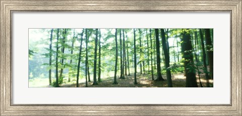 Framed Forest Scene with Fog, Odenwald, near Heidelberg, Germany Print