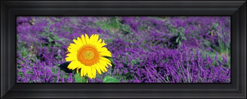 Framed Lone sunflower in Lavender Field, France Print
