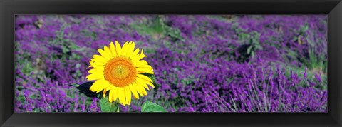 Framed Lone sunflower in Lavender Field, France Print