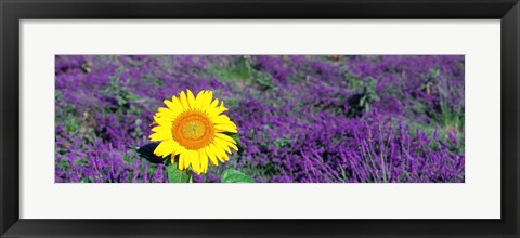 Framed Lone sunflower in Lavender Field, France Print