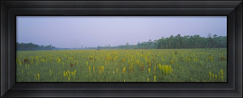 Framed Yellow Trumpet Pitcher Plants In A Field, Apalachicola National Forest, Florida, USA Print