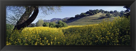 Framed Mustard Flowers Blooming In A Field, Napa Valley, California Print