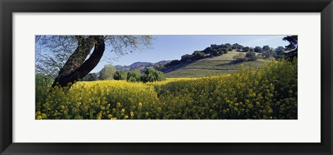 Framed Mustard Flowers Blooming In A Field, Napa Valley, California Print