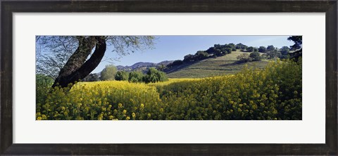 Framed Mustard Flowers Blooming In A Field, Napa Valley, California Print
