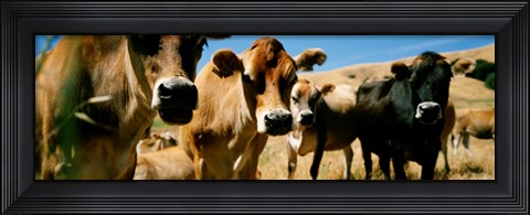 Framed Close Up Of Cows, California, USA Print