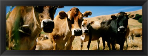 Framed Close Up Of Cows, California, USA Print