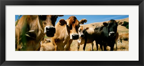 Framed Close Up Of Cows, California, USA Print