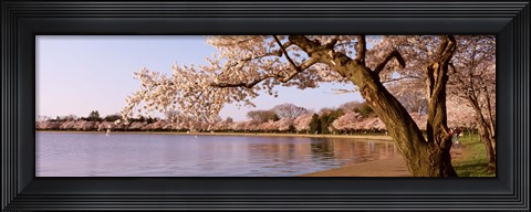 Framed Cherry blossom tree along a lake, Potomac Park, Washington DC, USA Print