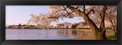 Framed Cherry blossom tree along a lake, Potomac Park, Washington DC, USA Print