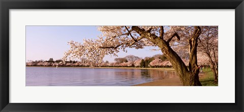 Framed Cherry blossom tree along a lake, Potomac Park, Washington DC, USA Print