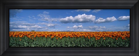 Framed Clouds over a tulip field, Skagit Valley, Washington State, USA Print