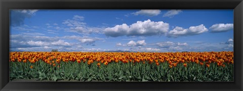 Framed Clouds over a tulip field, Skagit Valley, Washington State, USA Print