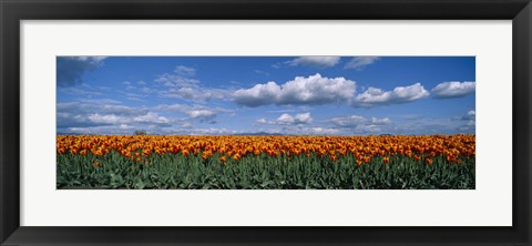 Framed Clouds over a tulip field, Skagit Valley, Washington State, USA Print