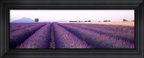 Framed Lavender Field, Plateau De Valensole, France Print