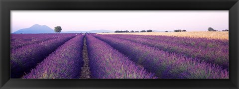 Framed Lavender Field, Plateau De Valensole, France Print