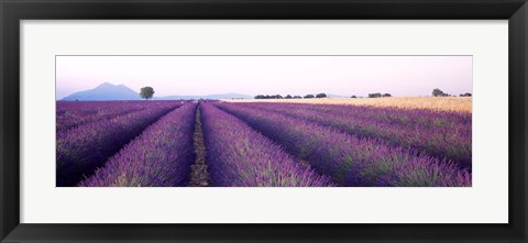 Framed Lavender Field, Plateau De Valensole, France Print