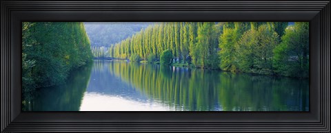 Framed Poplar Trees On River Aare, Near Canton Aargau, Switzerland Print