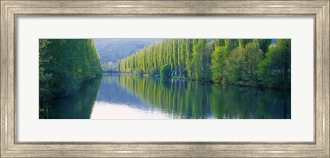 Framed Poplar Trees On River Aare, Near Canton Aargau, Switzerland Print
